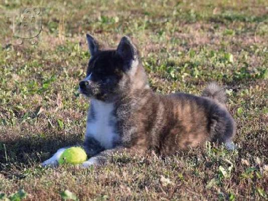 Κουτάβια Akita Inu